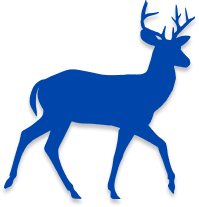 blue animal